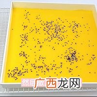 满口酥香的鸡蛋芝麻薄脆