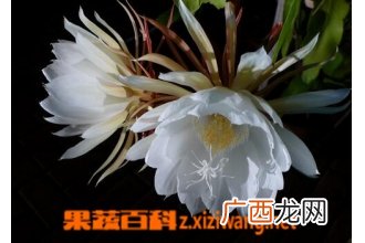 昙花不开花的原因 昙花不开花怎么办