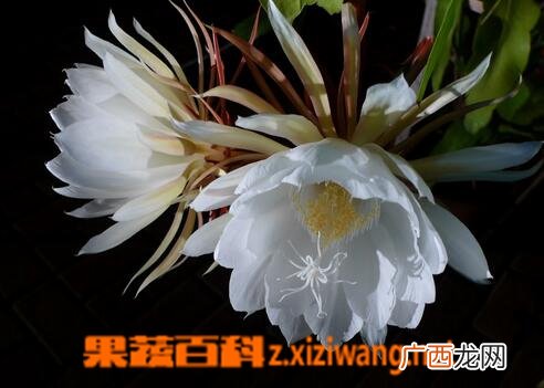昙花不开花的原因 昙花不开花怎么办