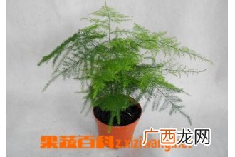 文竹叶子发黄怎么办 文竹叶子发黄的处理方法
