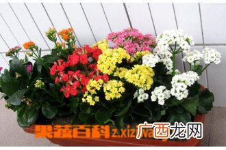 长寿花的叶子发黄怎么办