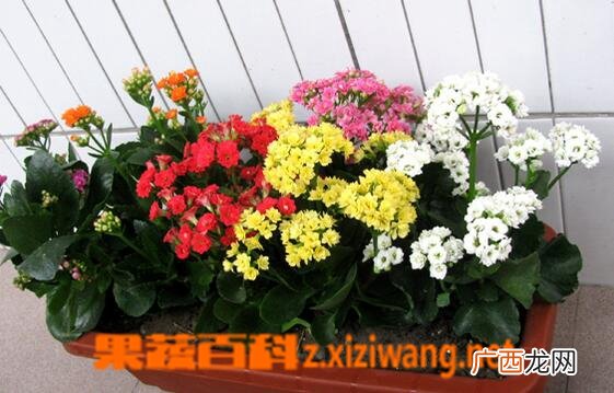 长寿花的叶子发黄怎么办
