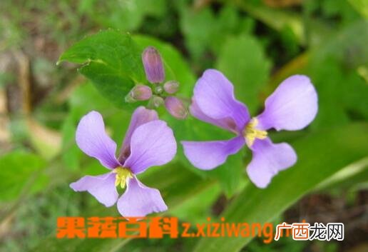 小兰花的药用价值与功效