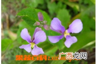 小兰花的药用价值与功效