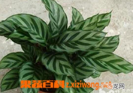 翠叶竹芋的养殖方法与注意事项