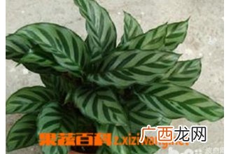 翠叶竹芋的养殖方法与注意事项