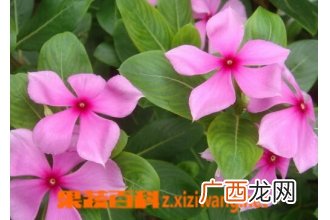 长春花的常见病害有哪些 长春花的病害防治