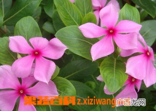 长春花的常见病害有哪些 长春花的病害防治