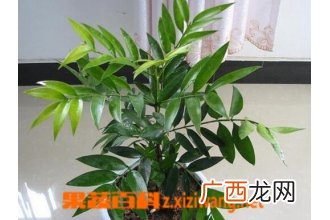 竹柏的养殖方法 养殖竹柏的注意事项