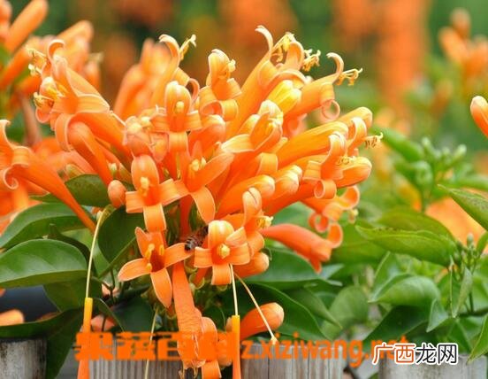 炮仗花的养殖方法与注意事项