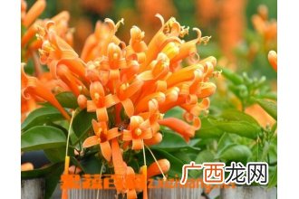炮仗花的养殖方法与注意事项