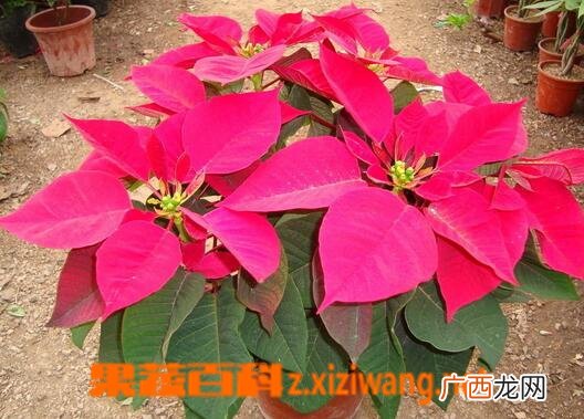 哪些植物不能在家中养殖