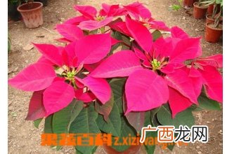 哪些植物不能在家中养殖