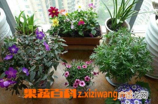室内养花的禁忌有哪些