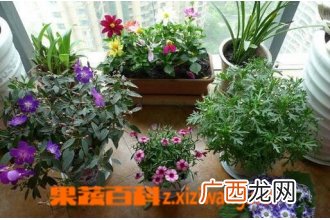 室内养花的禁忌有哪些