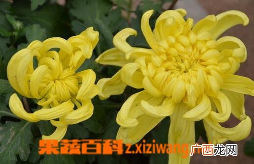 菊花的养生功效与用法