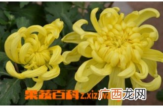 菊花的养生功效与用法