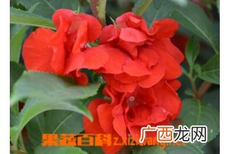 凤仙花能吃吗 凤仙花怎么吃好
