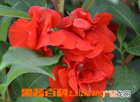凤仙花能吃吗 凤仙花怎么吃好