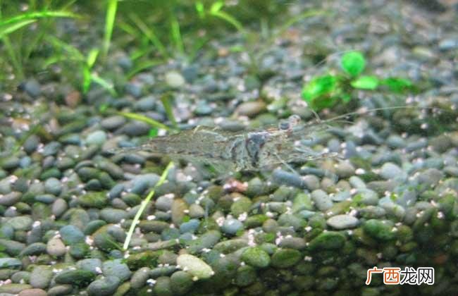 黑虎虾是养殖还是野生的 斑节虾养殖温度
