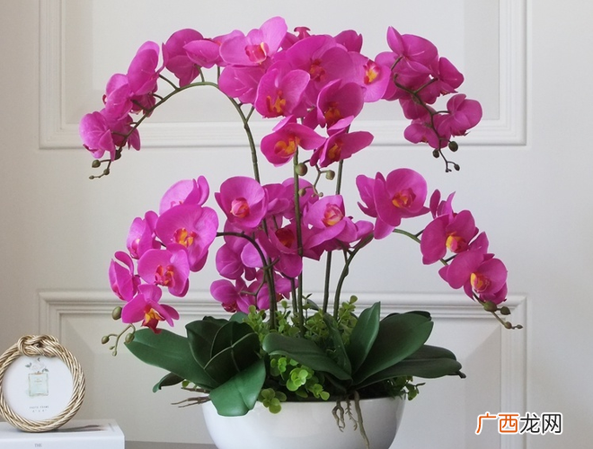 蝴蝶兰种植方法和时间 半水更法养殖蝴蝶兰