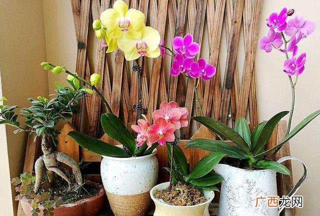 蝴蝶兰种植方法和时间 半水更法养殖蝴蝶兰