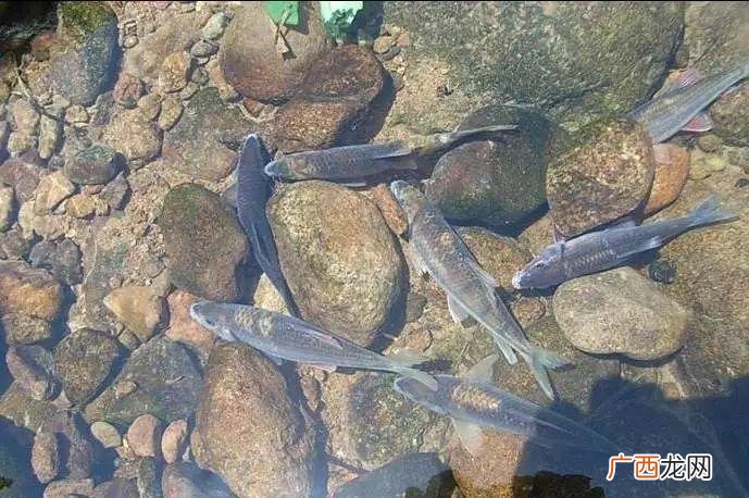 淡水石斑鱼能长多大 宝石斑鱼高密度养殖