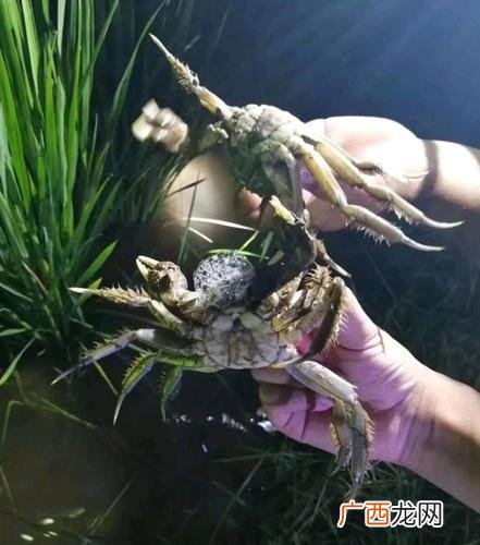 北方淡水适合养蟹 北方能养殖螃蟹吗