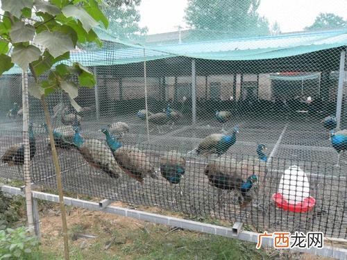 孔雀养殖技术 北京市有养殖孔雀