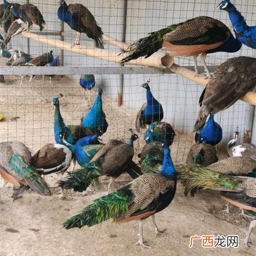 孔雀养殖技术 北京市有养殖孔雀