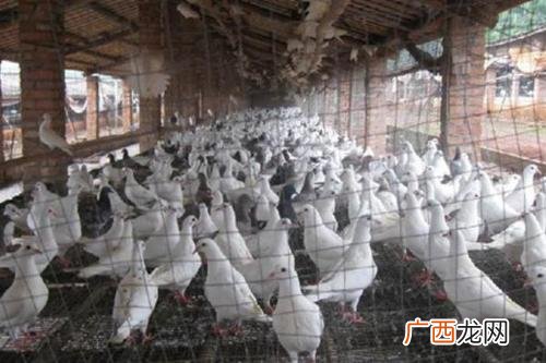 北京市养殖场禁养 北京市种鸽养殖成本