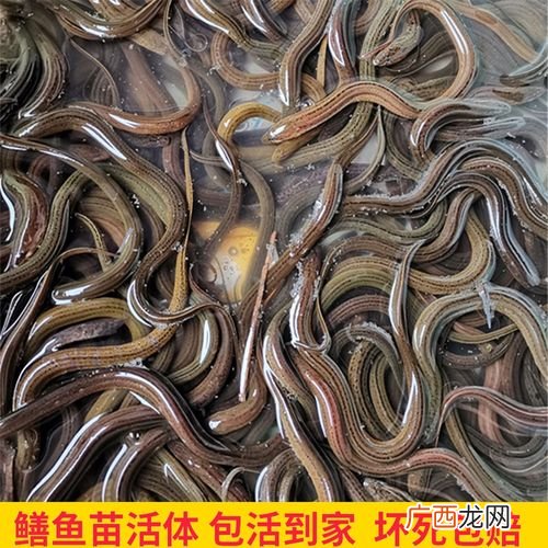 黄鳝幼苗 安徽养殖黄鳝苗
