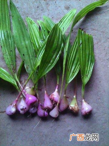 白芨栽培 白芨养殖优势