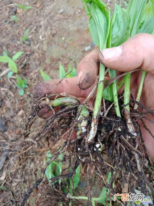 白芨栽培 白芨养殖优势