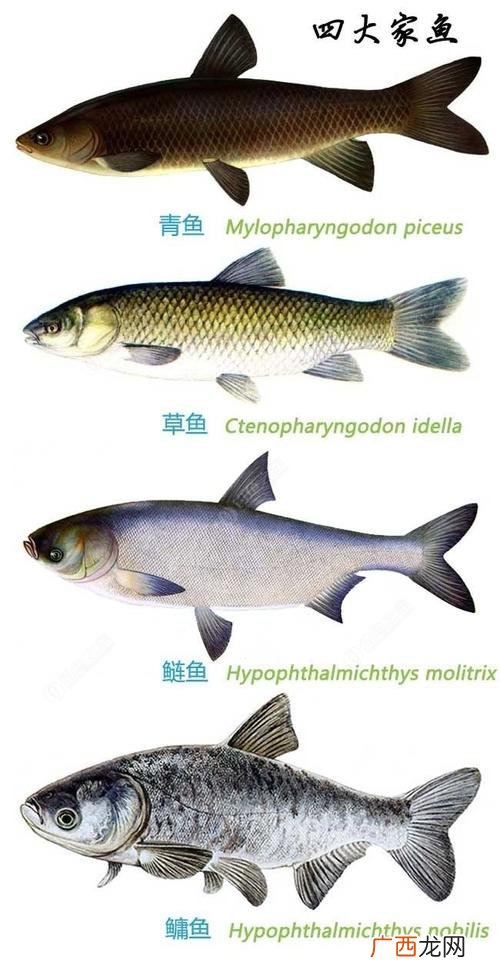 白鲢鱼去刺视频 白鲢鱼养殖视频