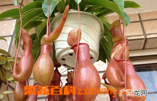 猪笼草的养殖方法与注意事项