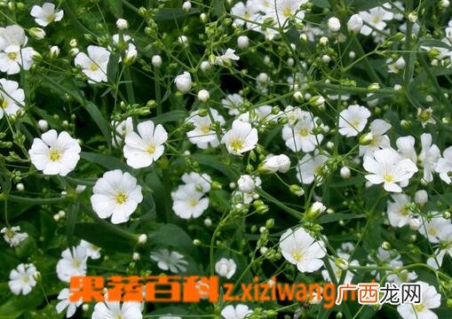 满天星的养殖方法与注意事项