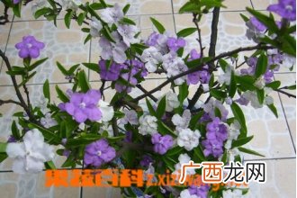 双色茉莉怎么养 养殖双色茉莉的注意事项