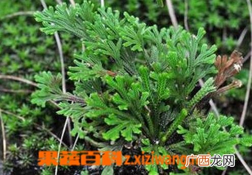 还魂草的功效与作用