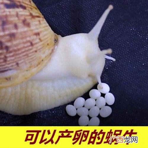 非洲雁喂什么饲料 非洲大蜗牛养殖当饲料