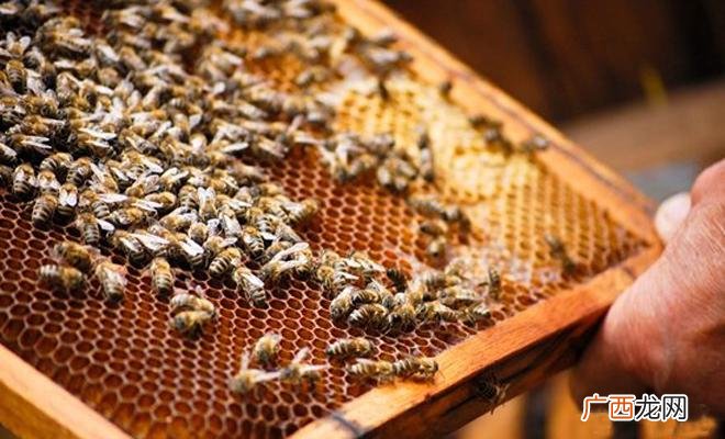 泡沫箱养蜜蜂视频 蜂蜜过箱养殖视频