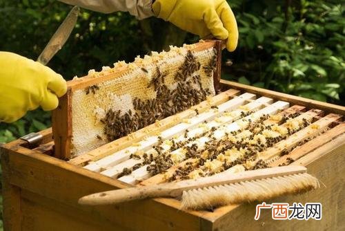 泡沫箱养蜜蜂视频 蜂蜜过箱养殖视频