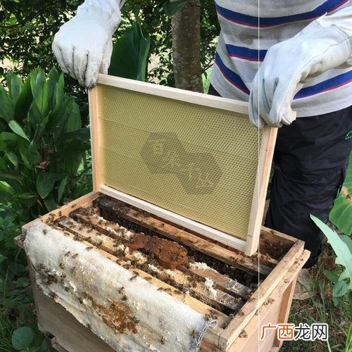 泡沫箱养蜜蜂视频 蜂蜜过箱养殖视频