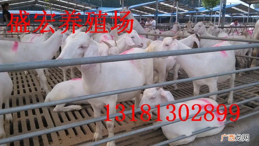 羔羊对什么 羔羊怎么养殖