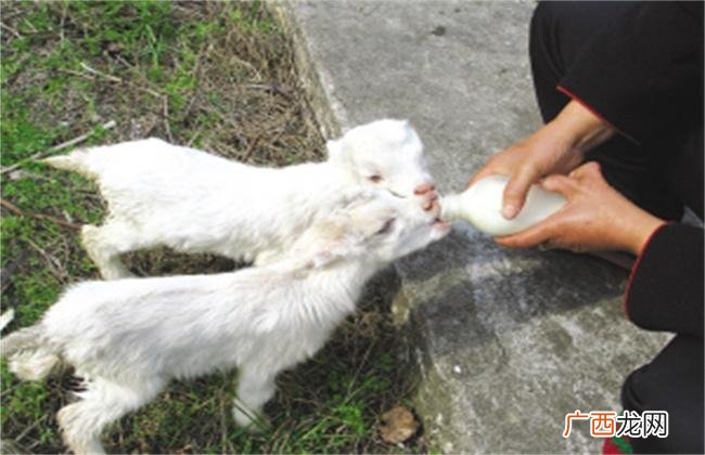 羔羊对什么 羔羊怎么养殖
