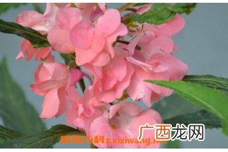 凤仙花的药用价值与功效