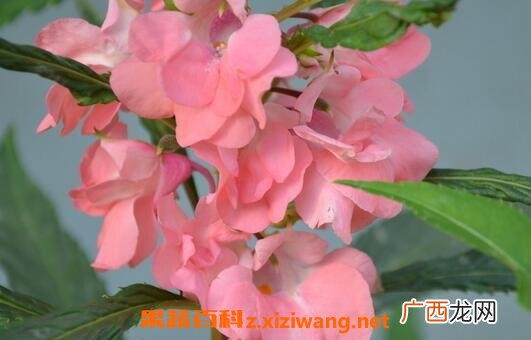 凤仙花的药用价值与功效