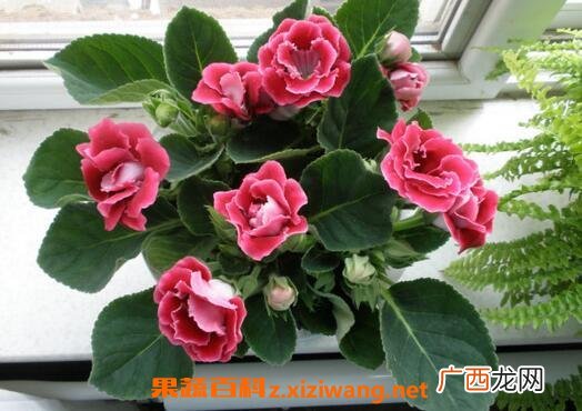 能净化室内空气的植物有哪些