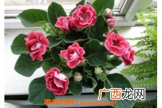 能净化室内空气的植物有哪些