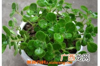 碰碰香怎么养 碰碰香的养殖方法